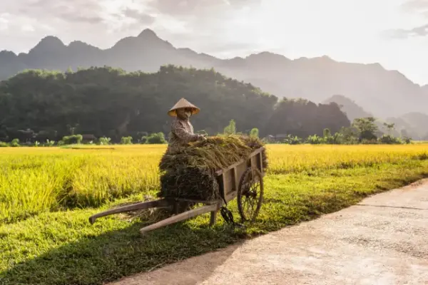 Hoi An Farming & Fishing Life By Bike